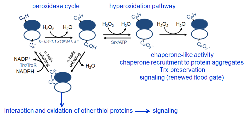 Peroxidase cycle, hyperoxidation pathway