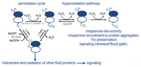 peroxidase cycle, hyperoxidation pathway and interaction and oxidation of other thiol proteins, signaling
