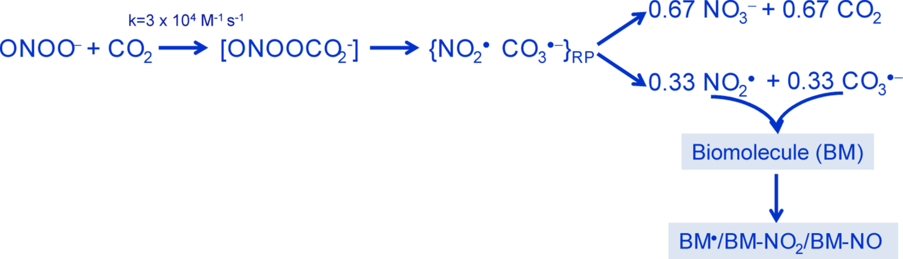 Schematic reaction of peroxynitrite and carbon dioxide