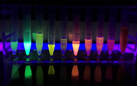 Fluorescence from fluorescent proteins excited with UV light. Picture taken by Erik A. Rodriguez. Autor: Erin Rod, licensed under CC-BY-SA 4.0
